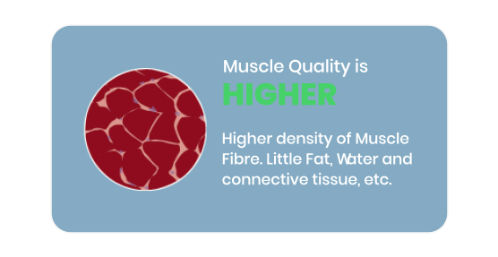 Muscle Quality High